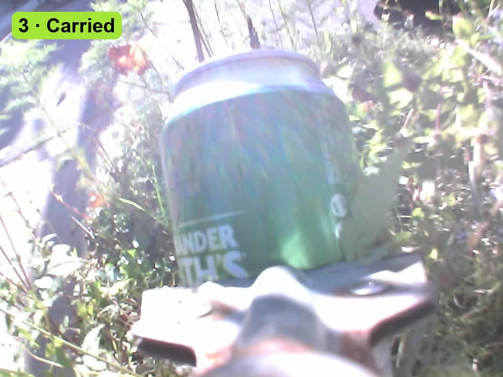 The beer can carried in the jaws past bushes and a sidewalk.
